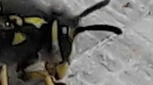 Vespula germanica
