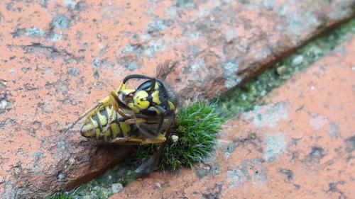 Vespula germanica