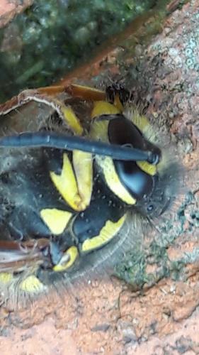 Vespula germanica