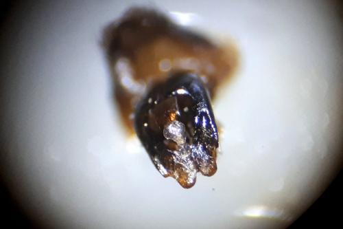 Andrena flavipes