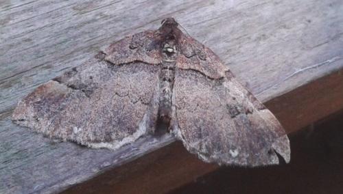 Réf. 180 250 : Earophila badiata