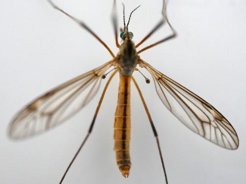 Réf. 180 642 : Tipula vernalis