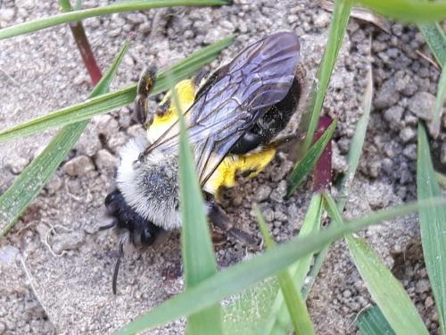 Réf. 180 632 : Andrena vaga