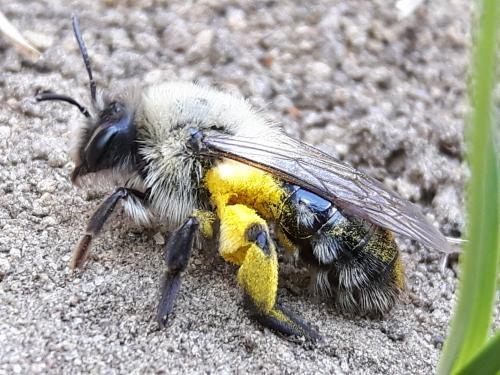 Réf. 180 627 : Andrena vaga