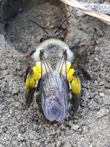 Réf. 180 628 : Andrena vaga
