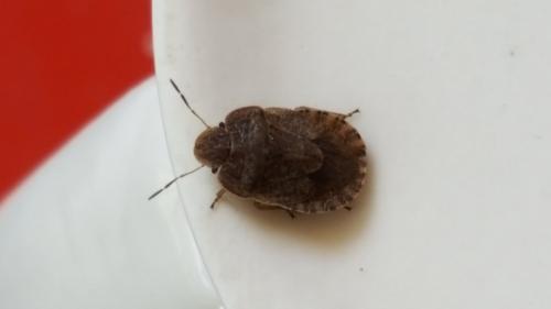 Sciocoris homalonotus