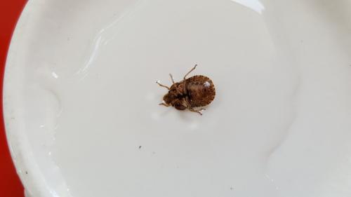 Sciocoris homalonotus