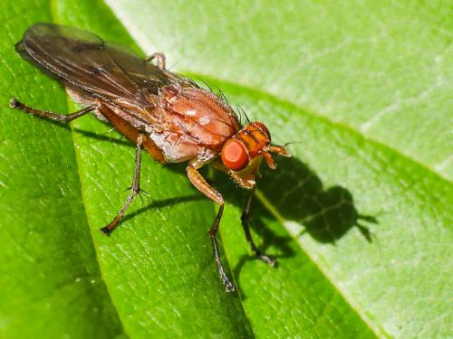 Tetanocera ferruginea