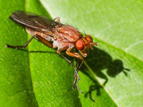 Tetanocera ferruginea