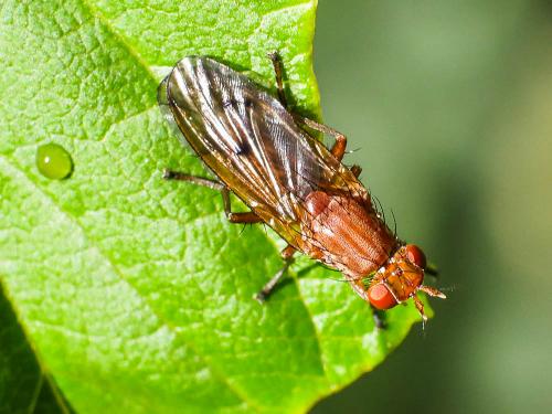 Tetanocera ferruginea
