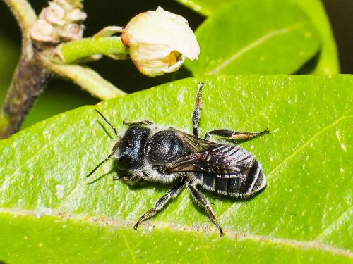 Osmia (caerulescens)
