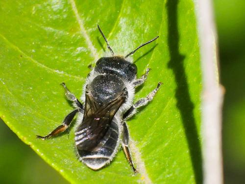Osmia (caerulescens)