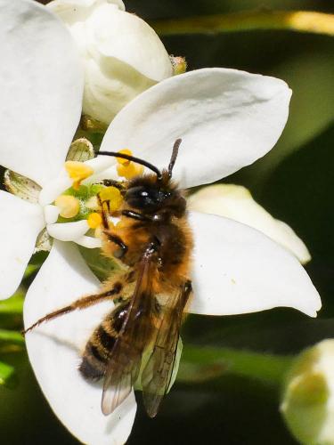 Andrena nigroaenea