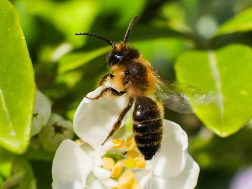 Andrena nigroaenea