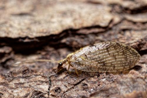 Réf. 180 063 : Hemerobius sp.