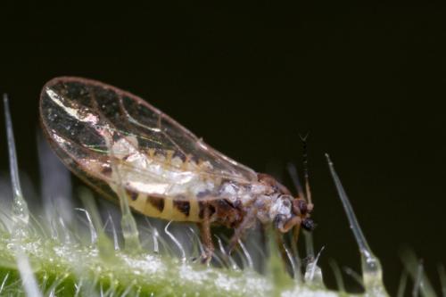 Réf. 180 155 : Trioza urticae