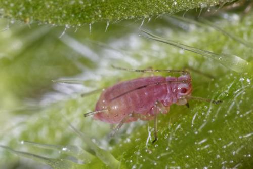 Microlophium carnosum