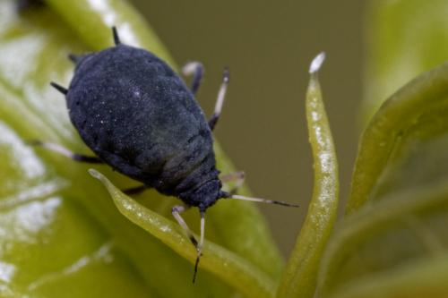 Aphis fabae