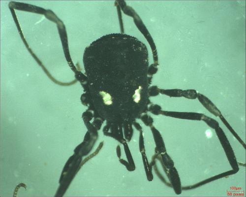 Nemastoma lugubre