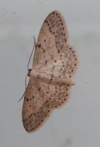 Idaea seriata