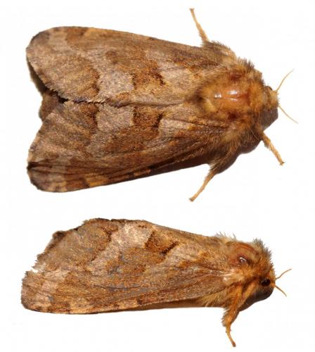 Phymatopus hecta