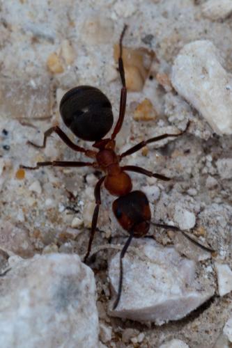 Réf. 180 300 : Formica polyctena