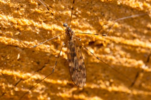 Réf. 180 599 : Limonia nubeculosa
