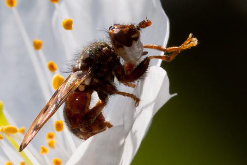 Myopa sp.