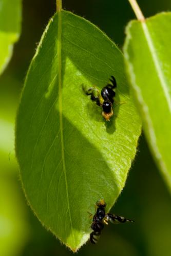 Réf. 180 712 : Euleia heraclei