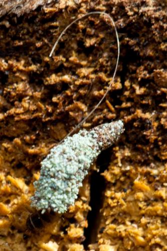Dahlica sp.