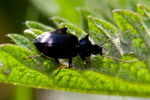 Réf. 180 793 : Agonum sp.