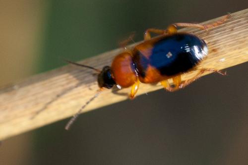 Réf. 180 796 : Stenolophus teutonus