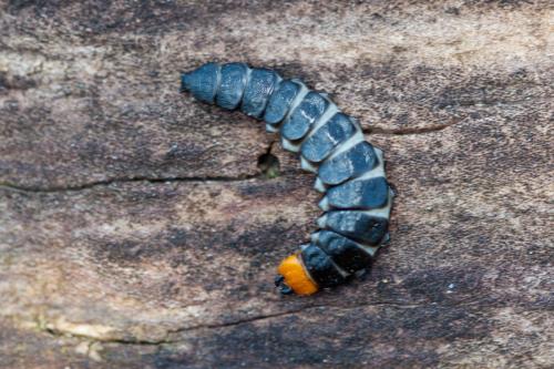 Réf. 180 797 : Lygistopterus sanguineus