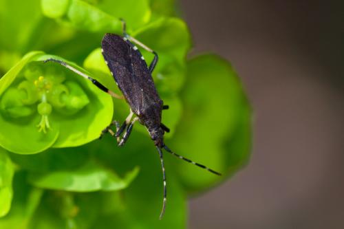 Dicranocephalus agilis