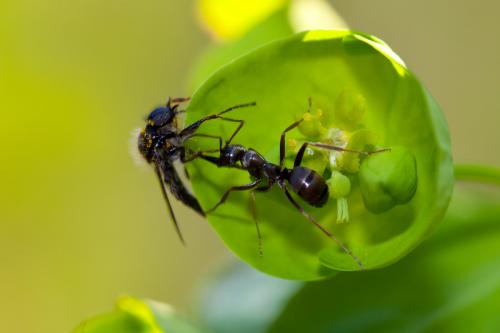 Réf. 180 829 : Formica sp.
