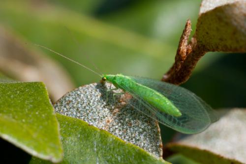 Chrysoperla (carnea)