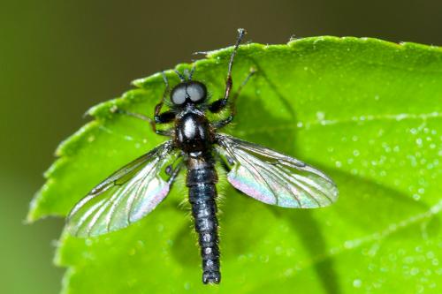 Réf. 180 837 : Bibio lanigerus