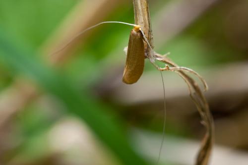 Nematopogon sp.