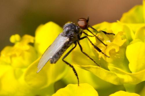 Réf. 180 867 : Empis sp.