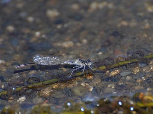 Ischnura elegans