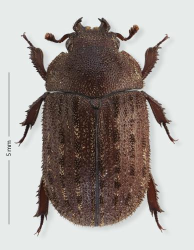 Aesalus scarabaeoides