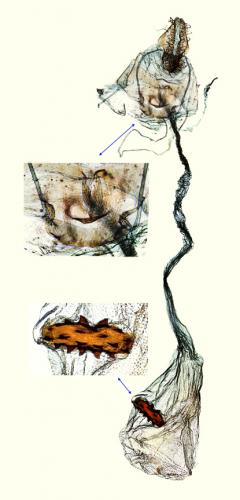 Réf. 180 473 : Agonopterix scopariella