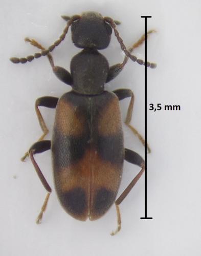 Réf. 180 883 : Anthicus sp.