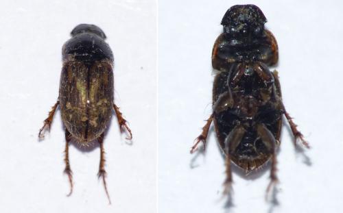 Réf. 180 586 : Melinopterus prodromus