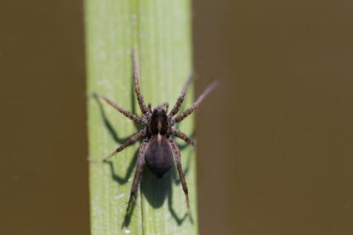 Pardosa sp.