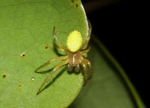 Araniella sp.