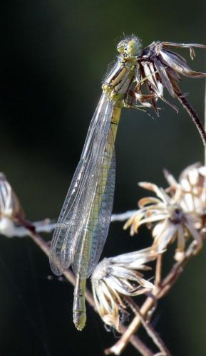 Erythromma lindenii