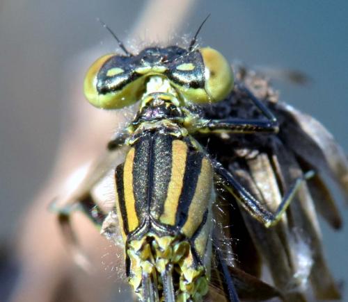 Erythromma lindenii