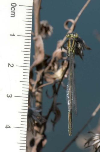 Erythromma lindenii