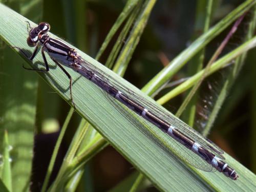 Enallagma cyathigerum